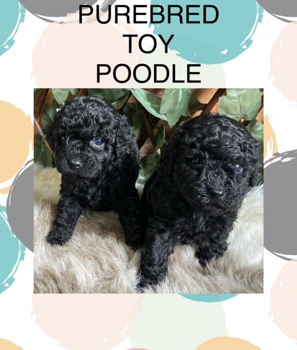 Toy poodle purebred $3000