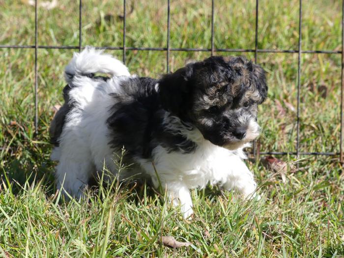 Moodle puppy - Maltese x Poodle NON SHED TEDDY BEAR