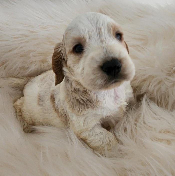 Stunning DNA clear Purebred English Cocker Spaniels $3500