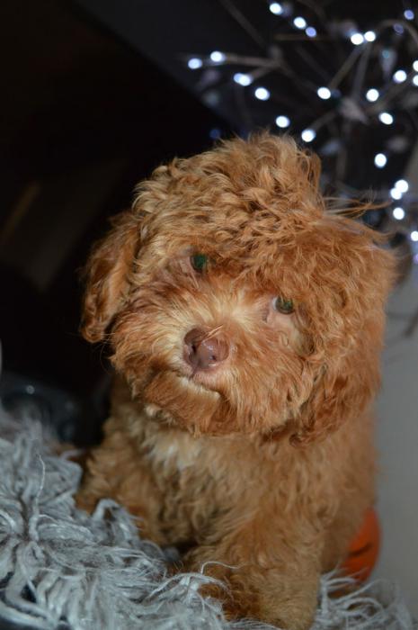 Shoodle Puppies ready now (3/4 Toy Poodle, 1/4 Shih Tzu) 