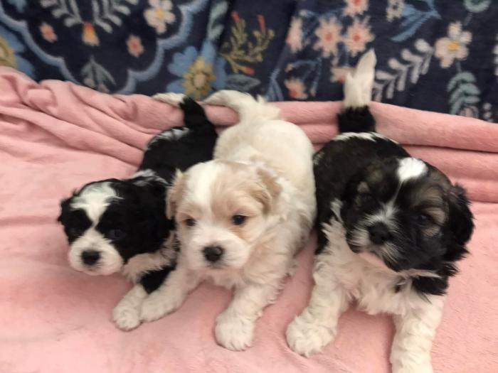Maltese X Shih-tzu Puppies For Sale
