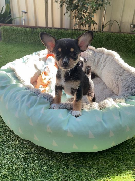 Chihuahua smooth coat puppies 
