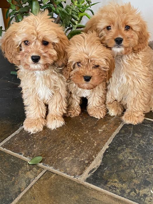CAVOODLE PUPPIES READY FOR NEW HOMES