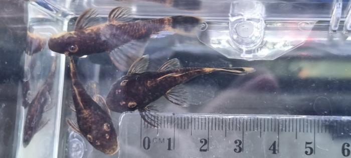 Common and Calico Bristlenose fry