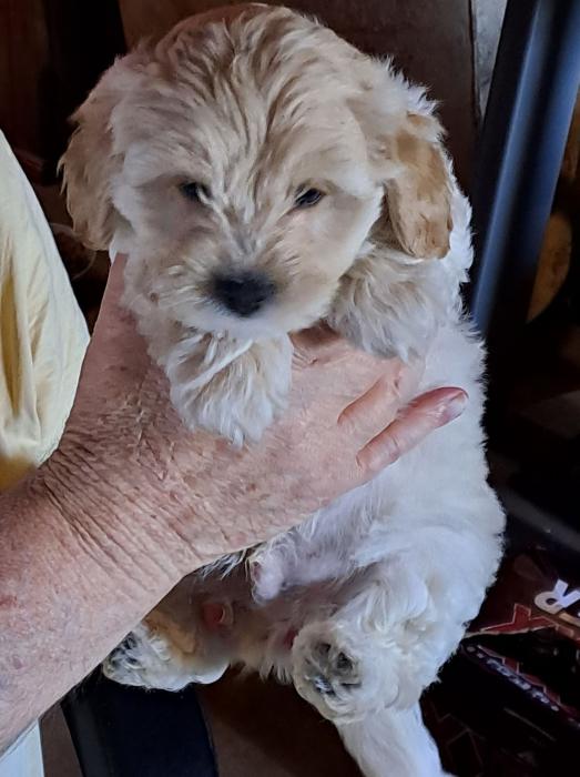 small breed pups / price reduced