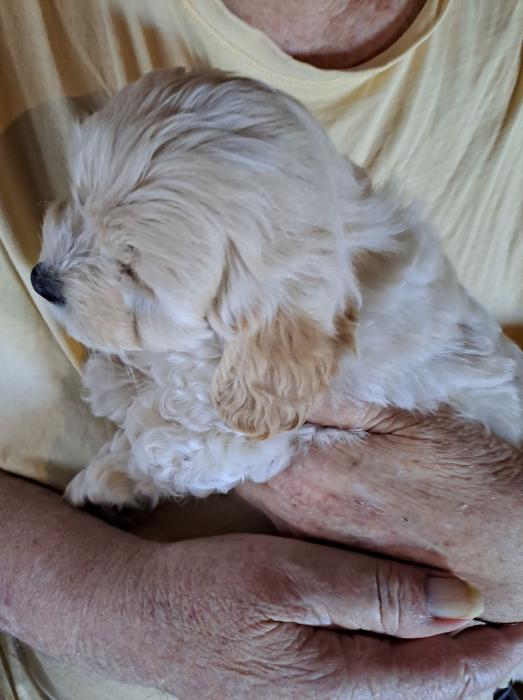small breed pups / price reduced