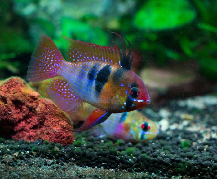 Sydneys best priced tropical fish at WTFish Aquarium