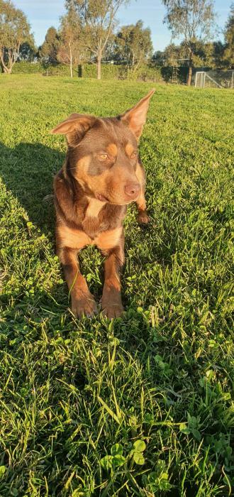 Red and tan male kelpie