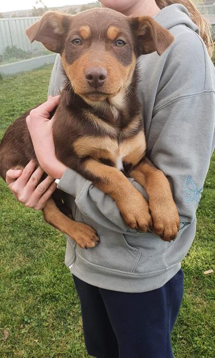 Red and tan male kelpie