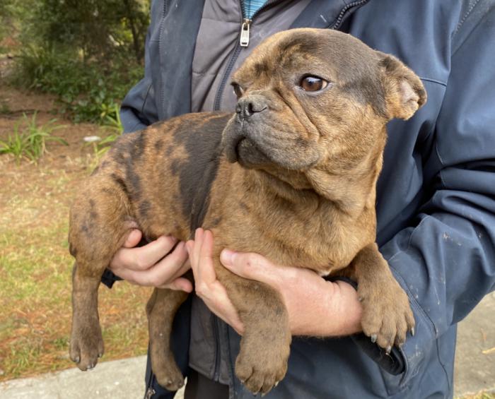 French bulldog studs and puppies.  Registered breeder 