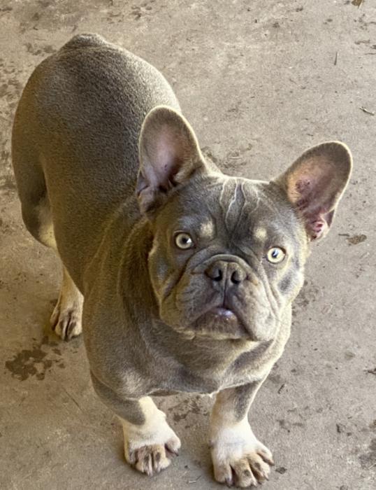 French bulldog studs and puppies.  Registered breeder 