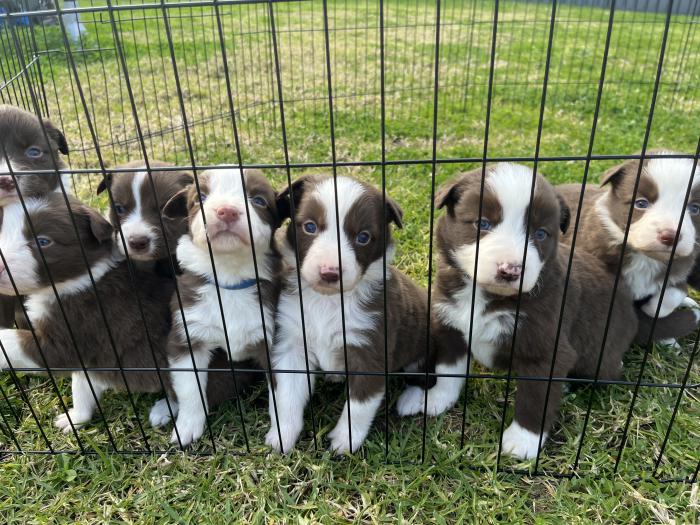 Pure bred border collie puppies 