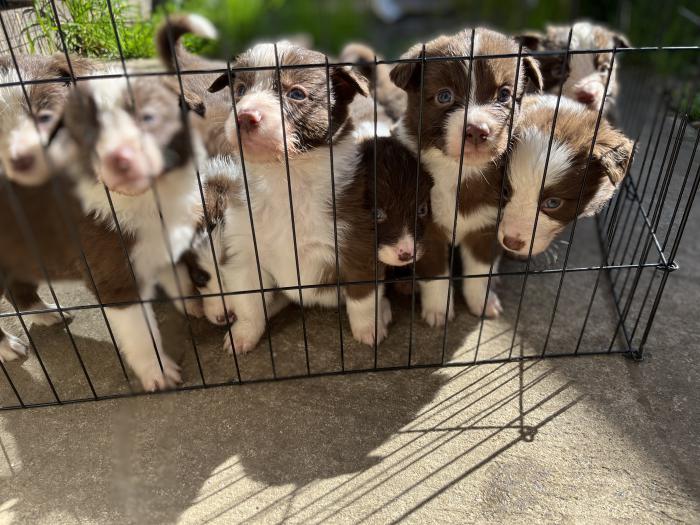 Pure bred border collie puppies 