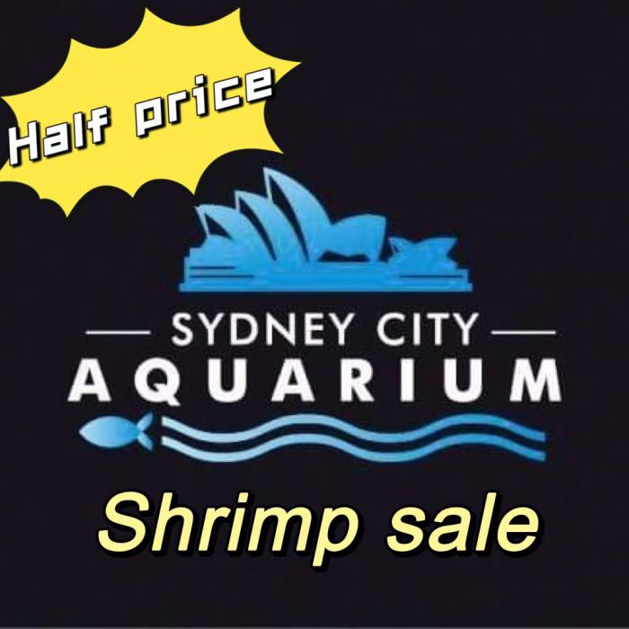 Half price for all shrimp in Sydney CBD