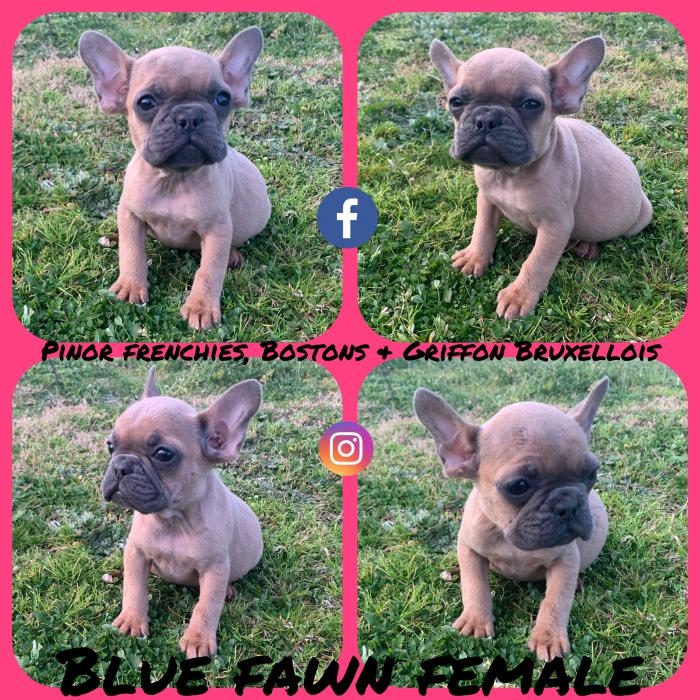 Purebred French Bulldog puppies from $2500