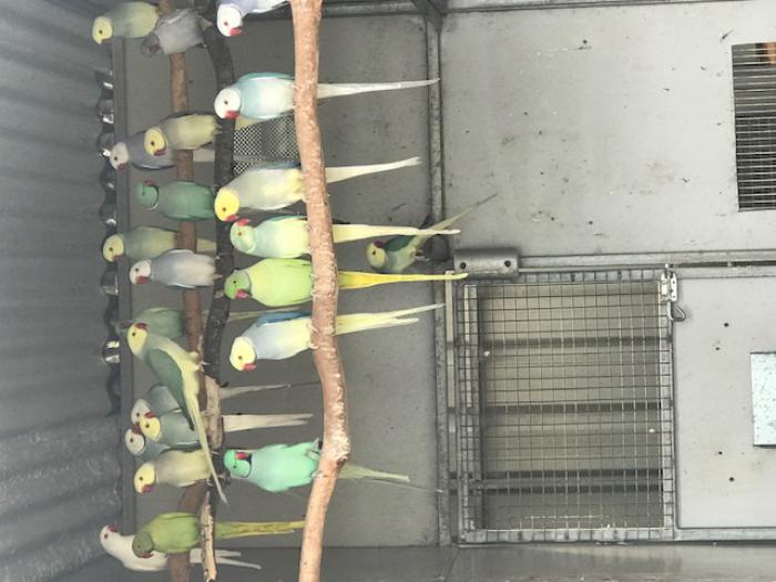 RINGNECKS FOR SALE – EXCESS TO NEEDS