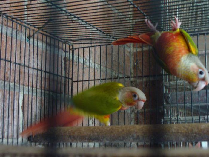 Pair Of Very High Red Pineapple Conures.