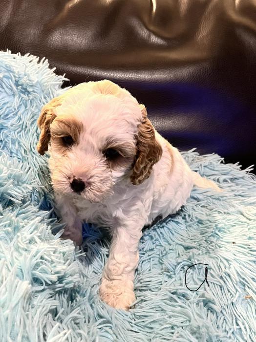 Cavoodle puppies - first generation
