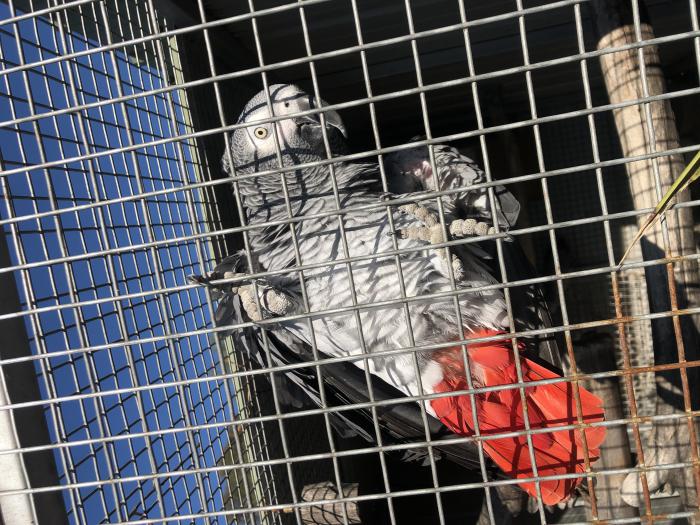 African Greys Bonded 