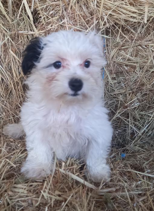 For sale Maltese cross shihtzu puppies last left $1400