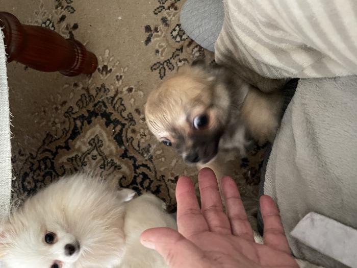 Two male chihuahua  puppys 