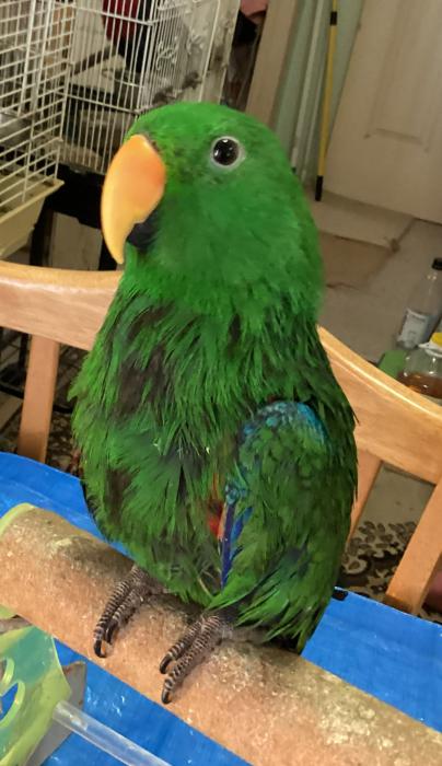 Hand Raised Male Eclectus