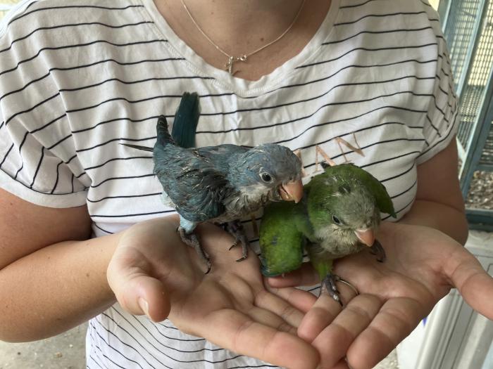 handreared-blue-and-green-quakers
