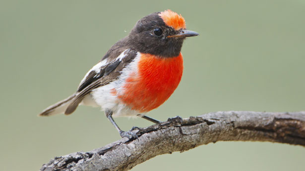 Red-capped robin