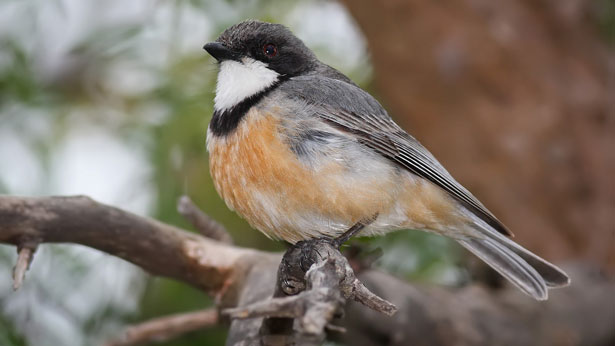 Rufous whistler