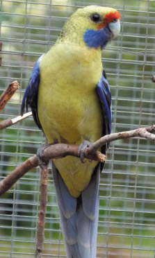 male yellow rosella