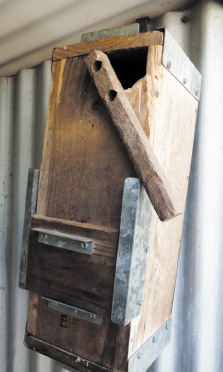 parrot nest box