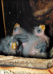 three yellow rosella chicks hatched