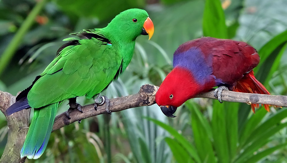 The Eclectus Parrot