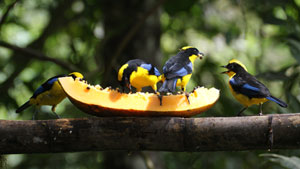 Blue-winged mountain-tanager