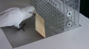 Goffins cockatoo