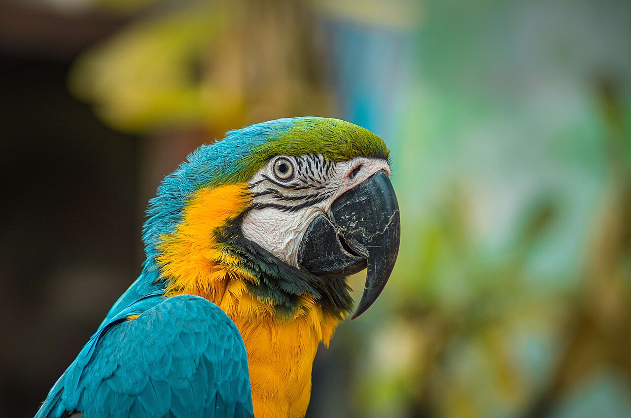 Parrot Superpowers: How Parrots Experience the World