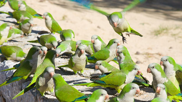 Quaker parrots (monk parakeets)