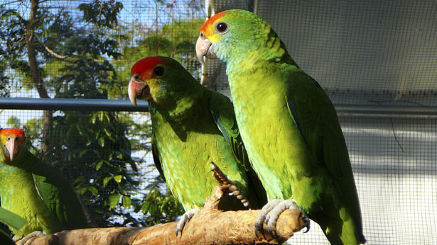The Red-browed Amazon Parrot