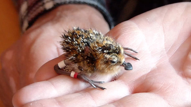 Spoon-billed sandpiper chick