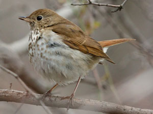 Hermit thrush