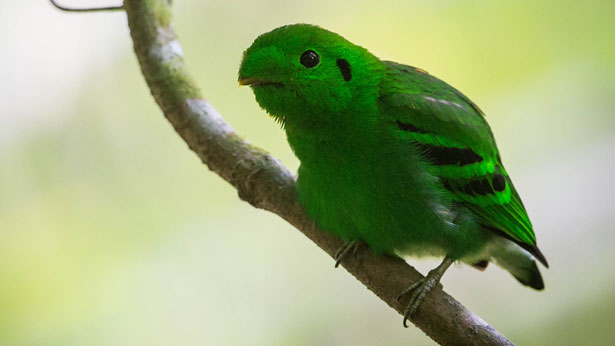 Green broadbill