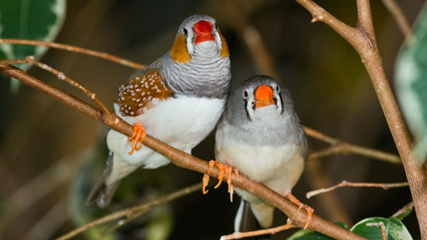 A pair of zebra finches